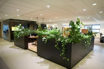 Plant under LED lighting