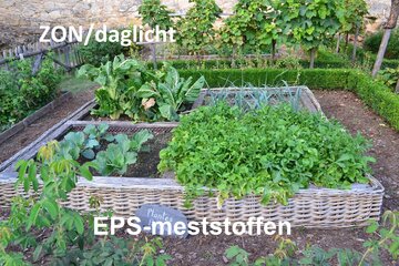 Vegetable garden 