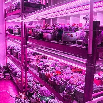 Informatie voor het kweken onder LED verlichting.