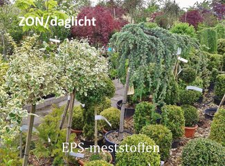 Pot-and-bedding-plants-(greenhouse-terrace-balcony..)